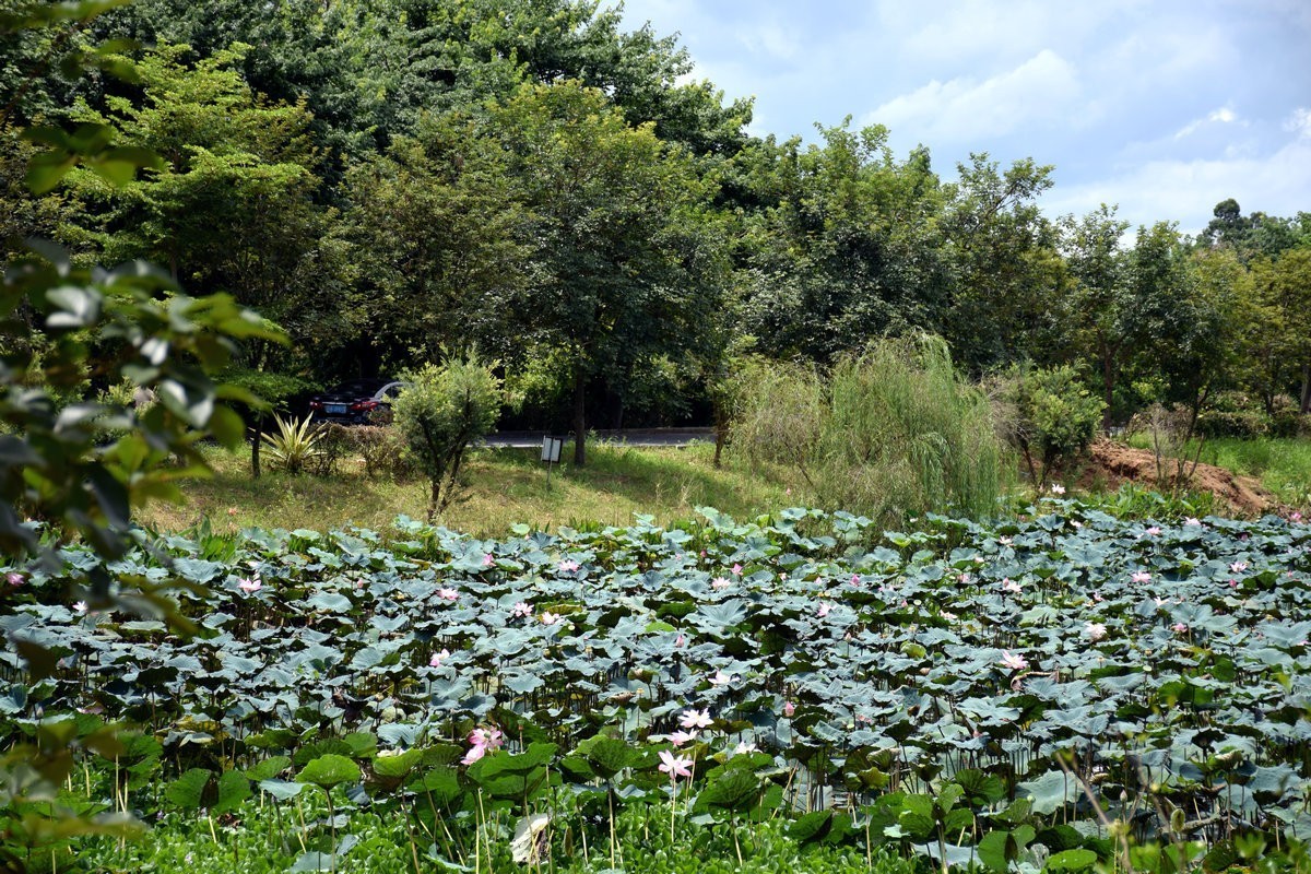 2024夏 海南环岛行（179）信宜沙街牛杂粉