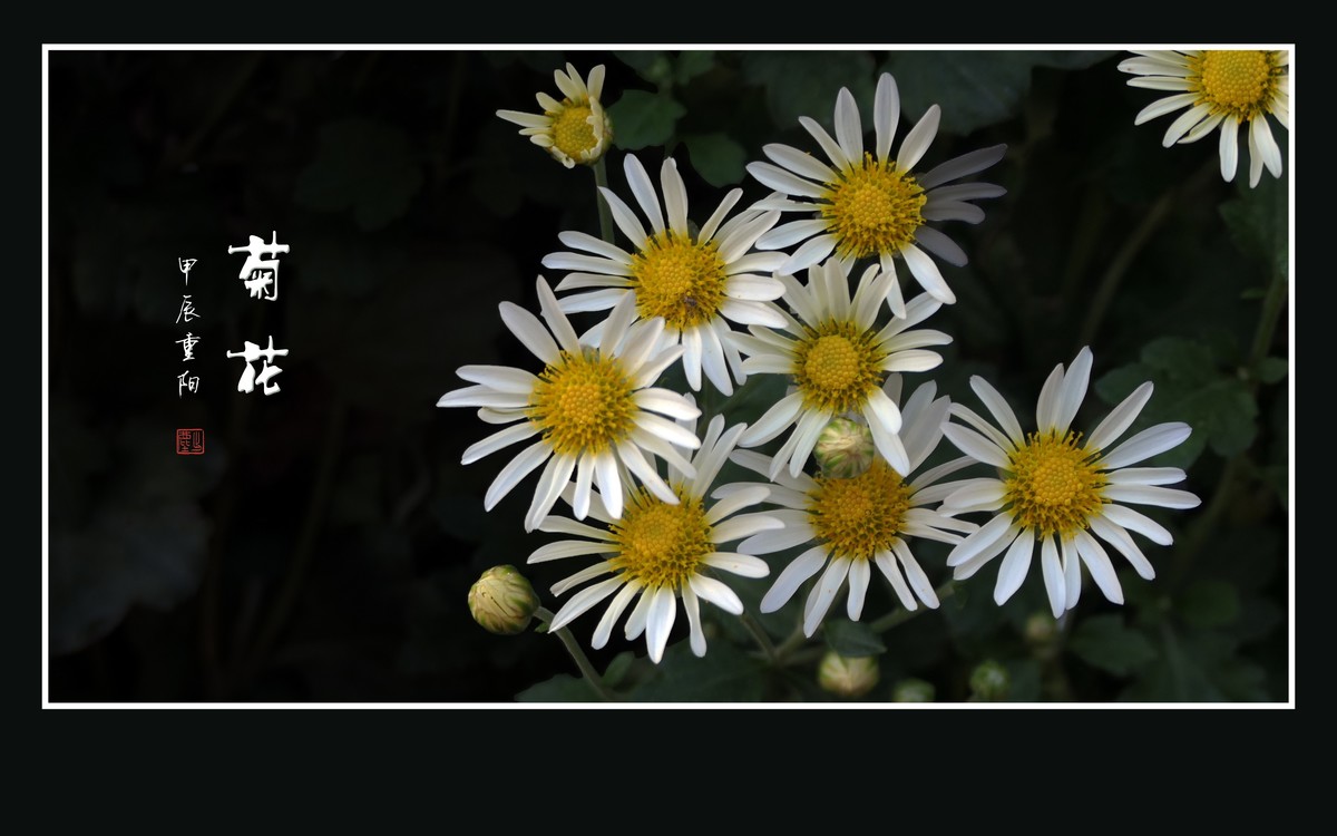 万紫千红的小菊花