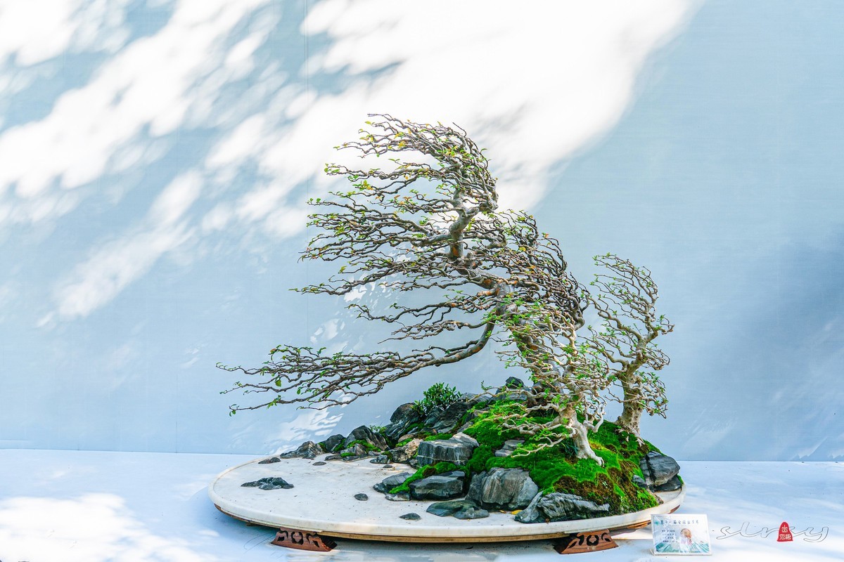 第十一届全国盆景展（七）水石类（2）