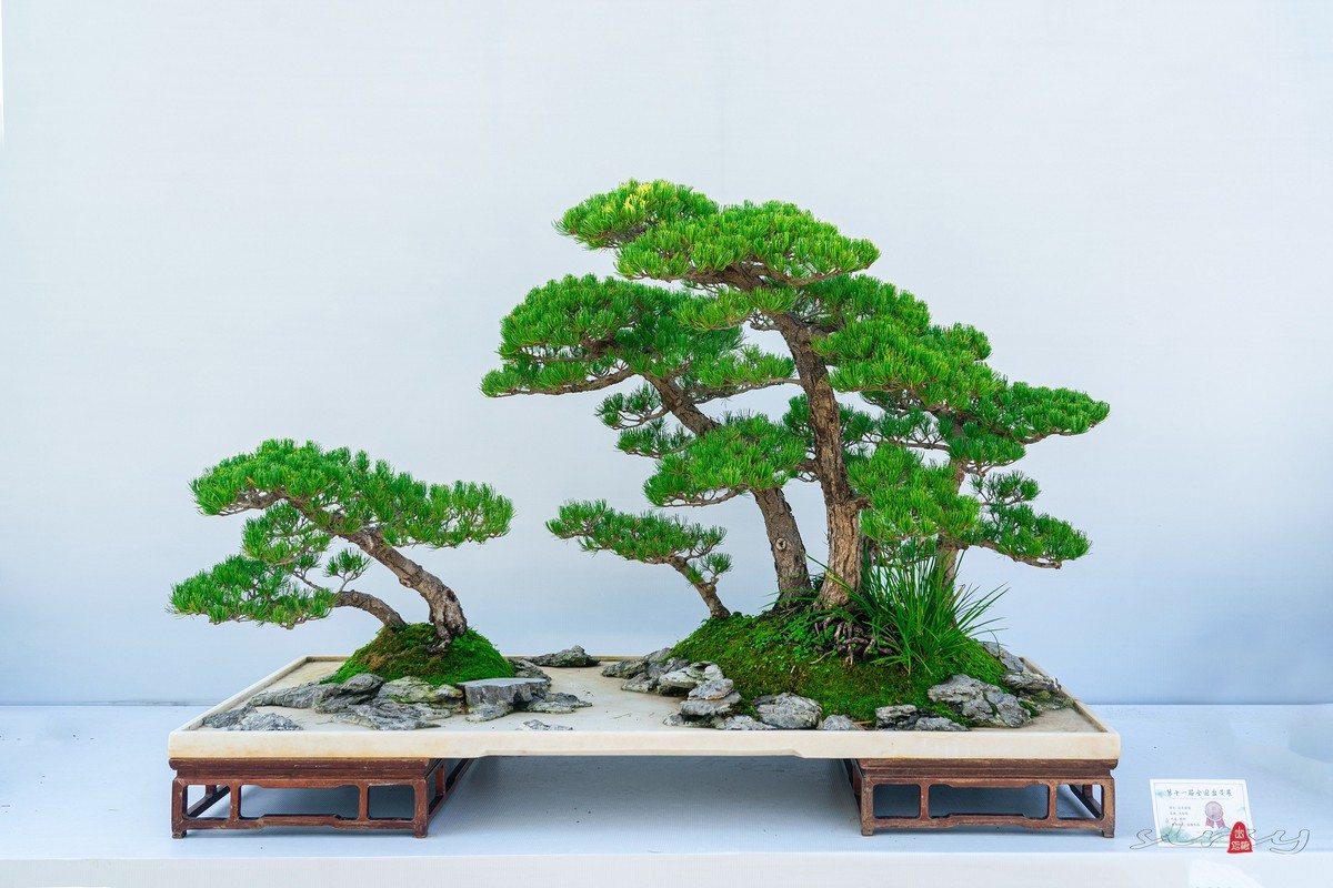 第十一届全国盆景展（七）水石类（2）