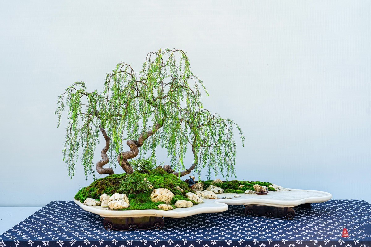 第十一届全国盆景展（七）水石类（2）