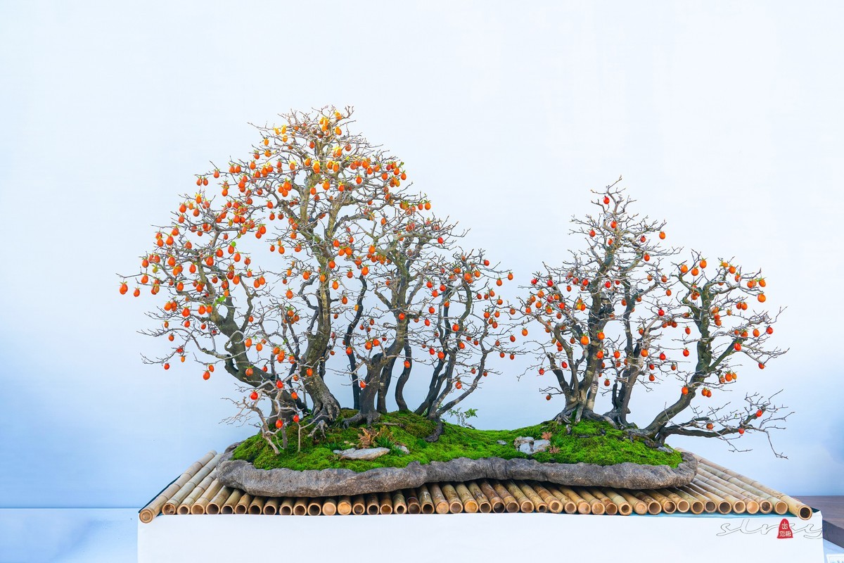 第十一届全国盆景展（七）水石类（2）