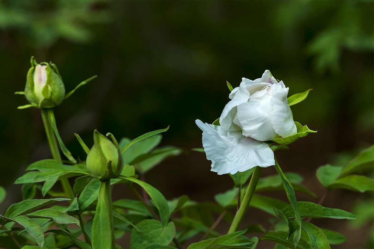 花开富贵-泉城公园4