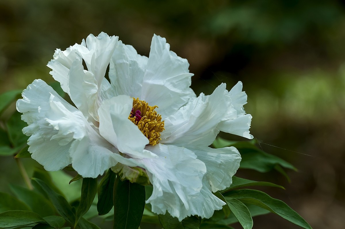 花开富贵-泉城公园4