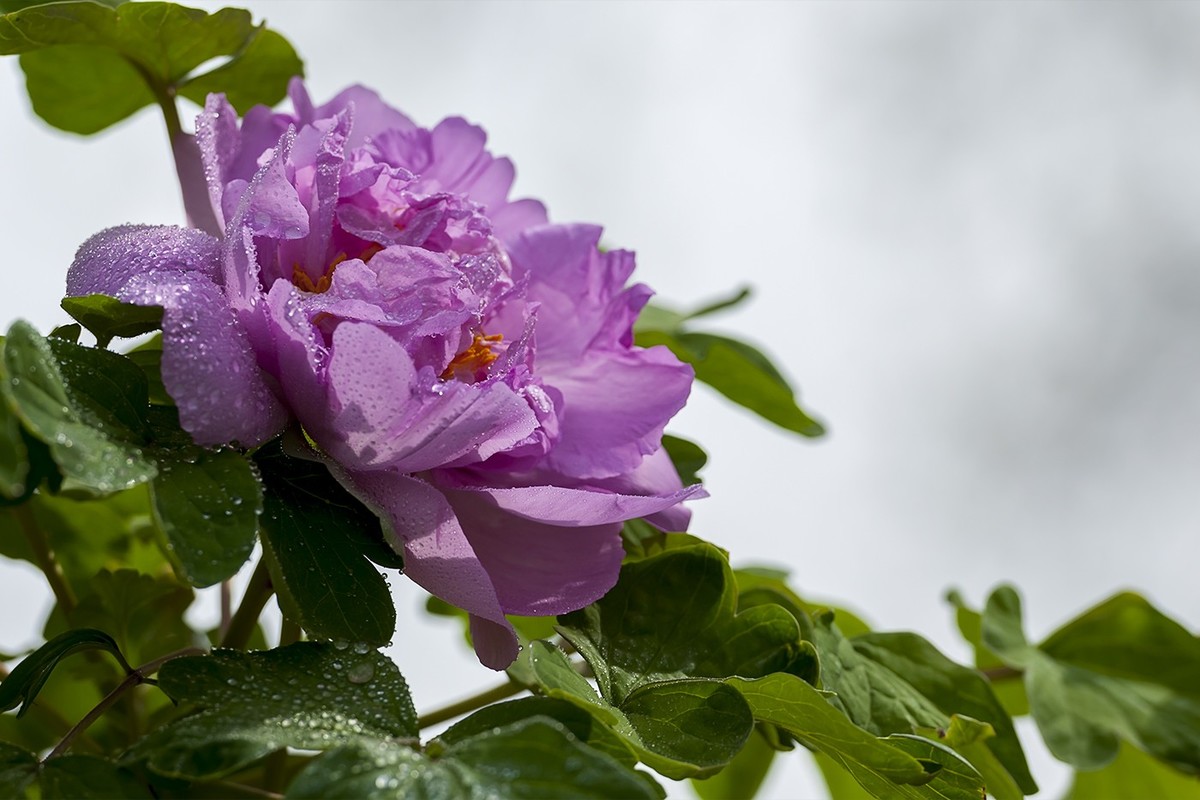 花开富贵-泉城公园4