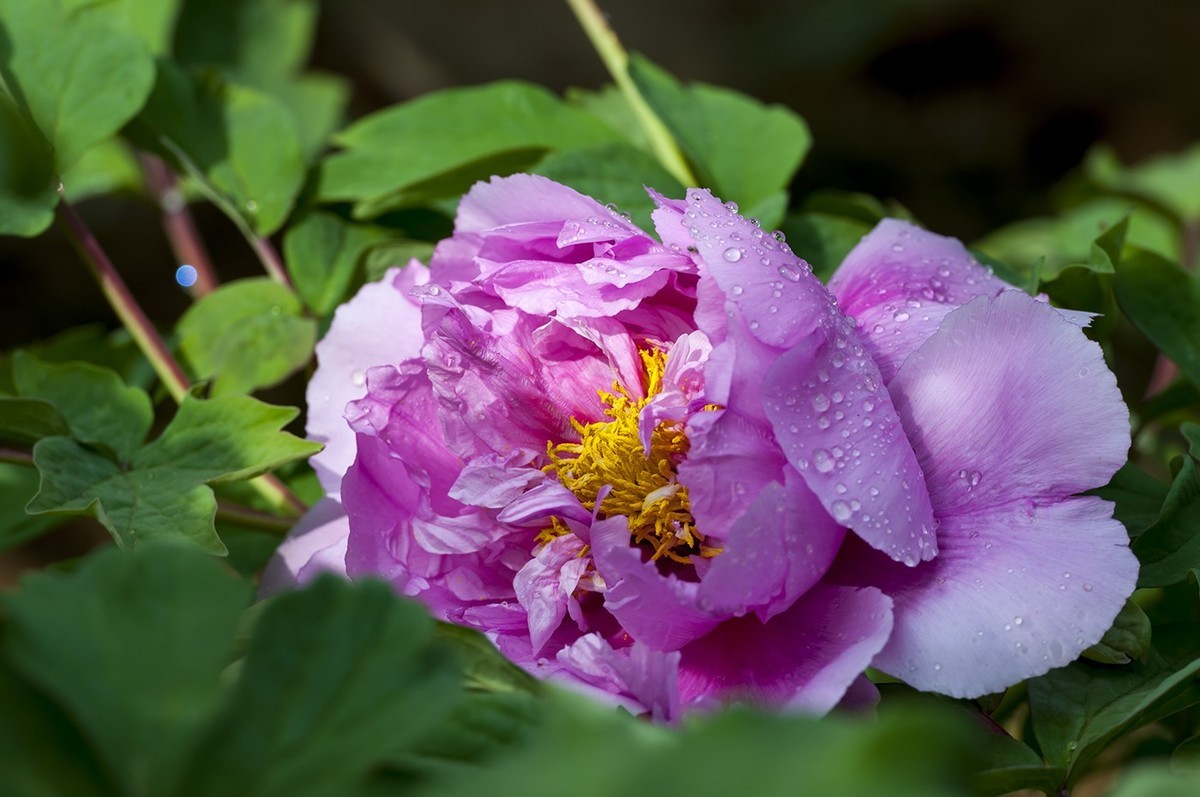 花开富贵-泉城公园4