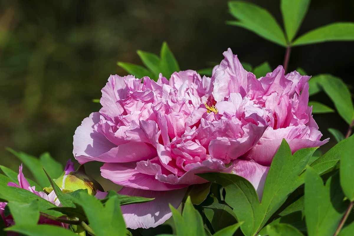 花开富贵-泉城公园4