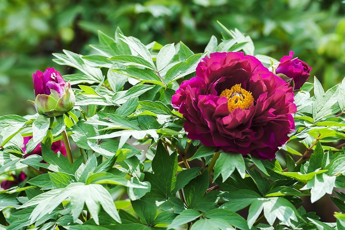 花开富贵-泉城公园4