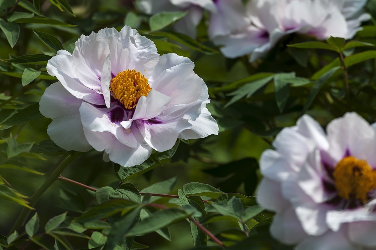 花开富贵-泉城公园4