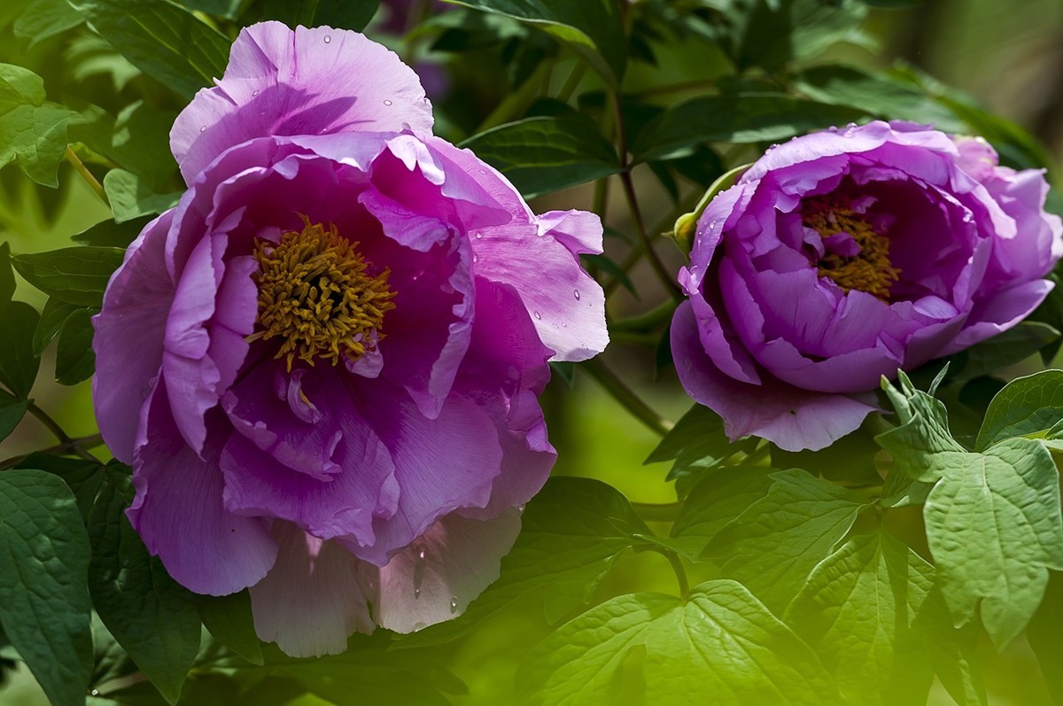 花开富贵-泉城公园4