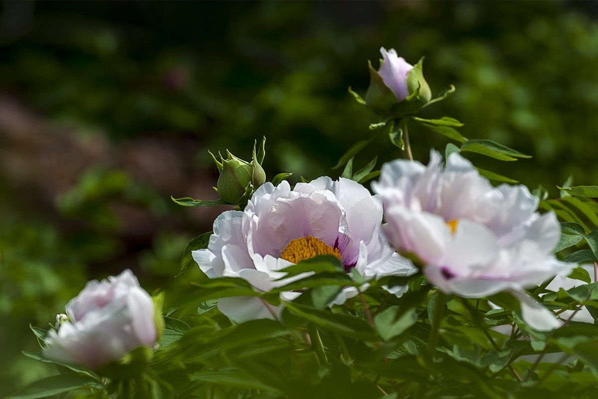 花开富贵-泉城公园4