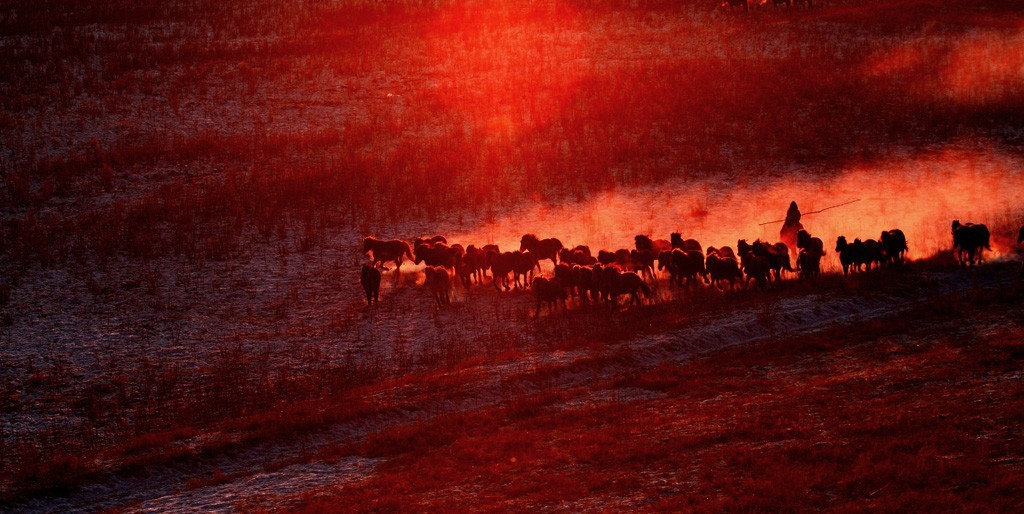 美丽的草原我的家