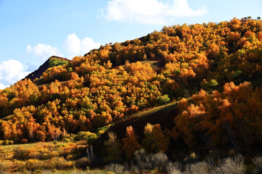 美丽的草原我的家