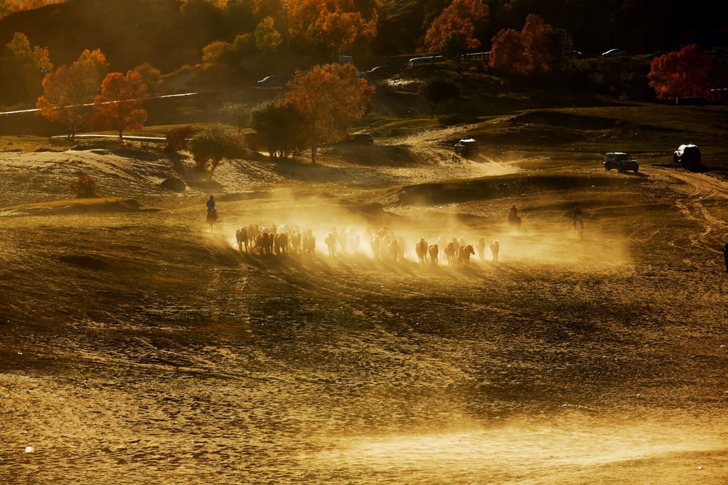 美丽的草原我的家