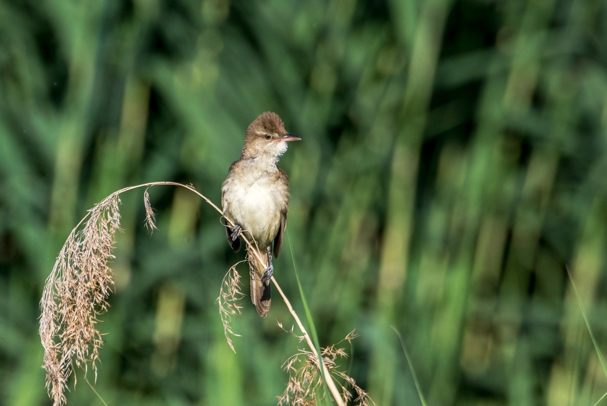 爱唱歌的大苇莺（十五）