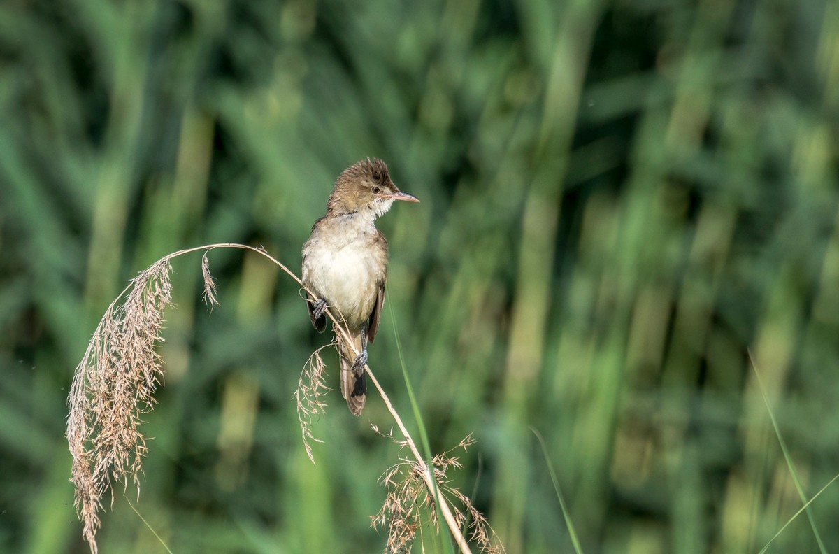 爱唱歌的大苇莺（十五）