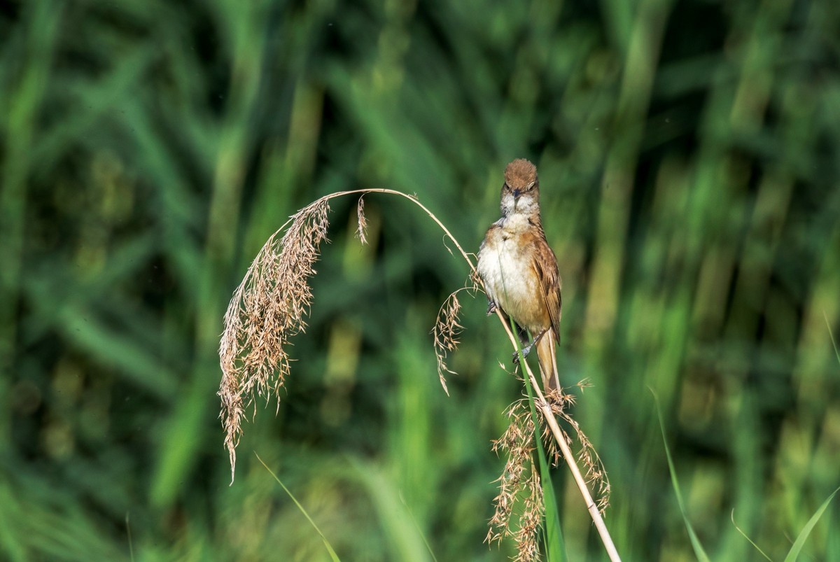 爱唱歌的大苇莺（十五）