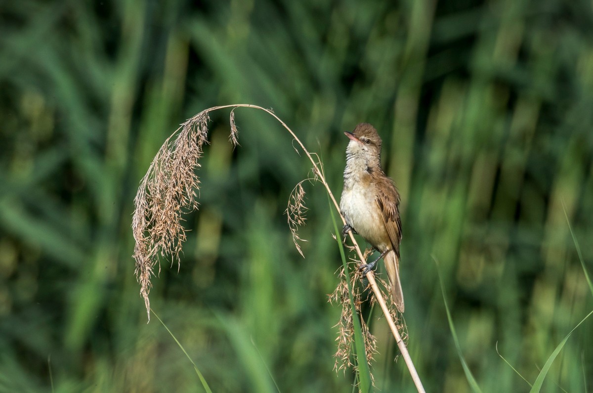 爱唱歌的大苇莺（十五）