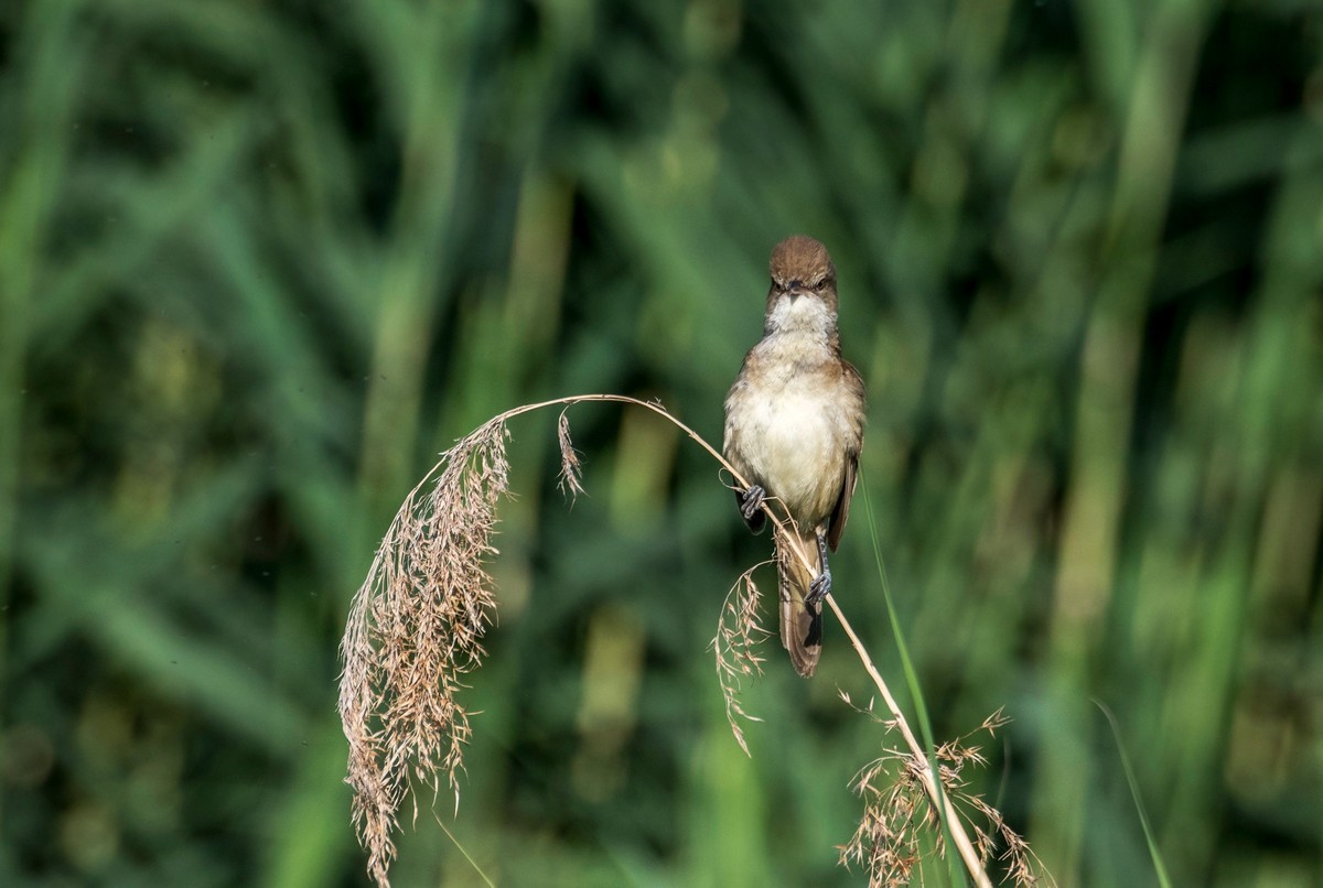 爱唱歌的大苇莺（十五）