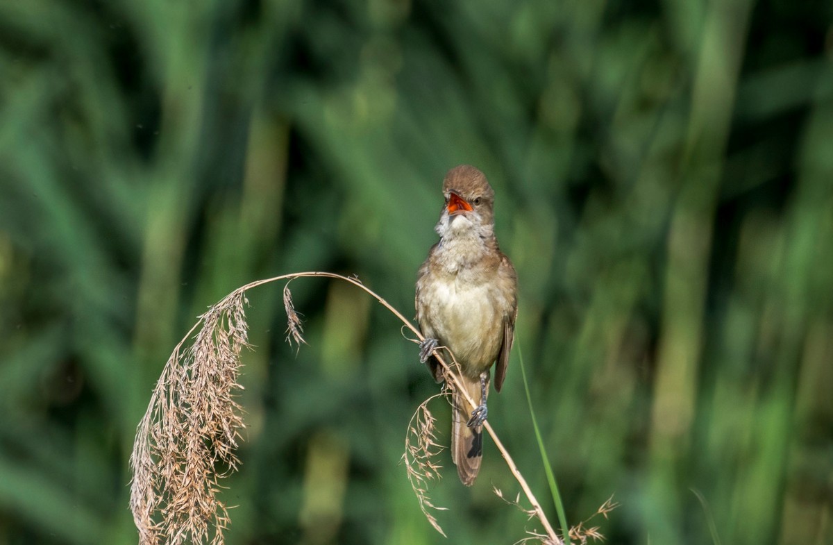 爱唱歌的大苇莺（十五）