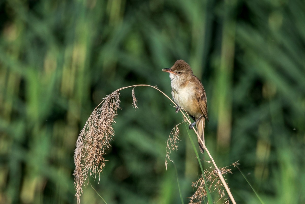 爱唱歌的大苇莺（十五）