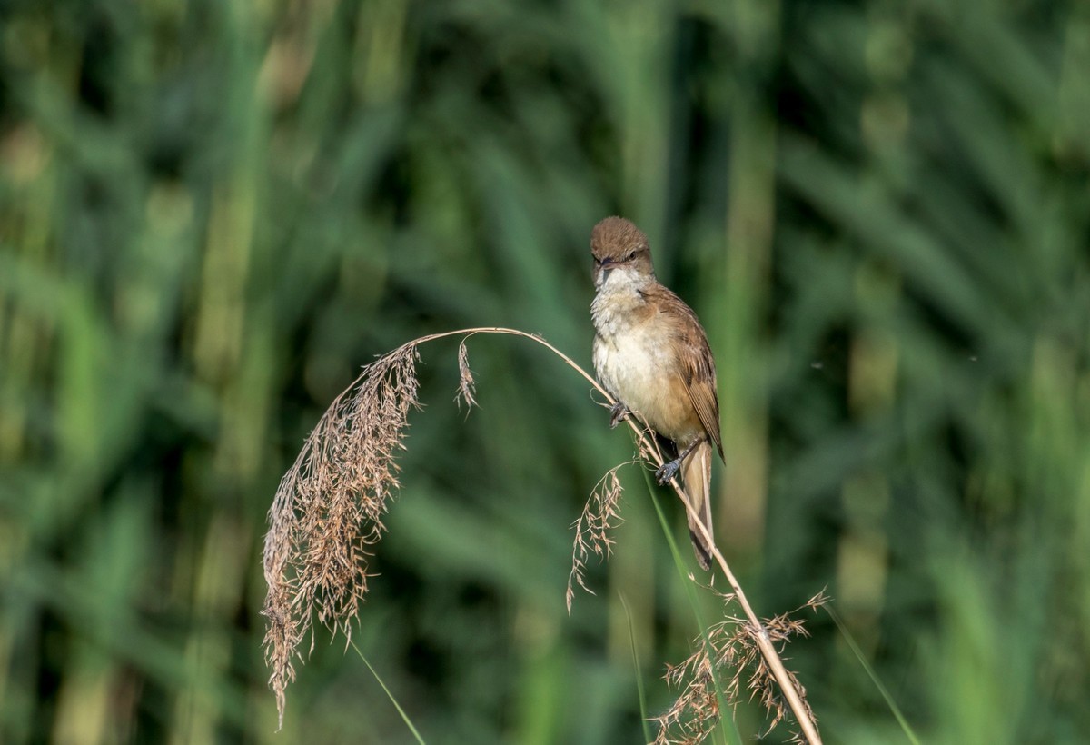 爱唱歌的大苇莺（十五）