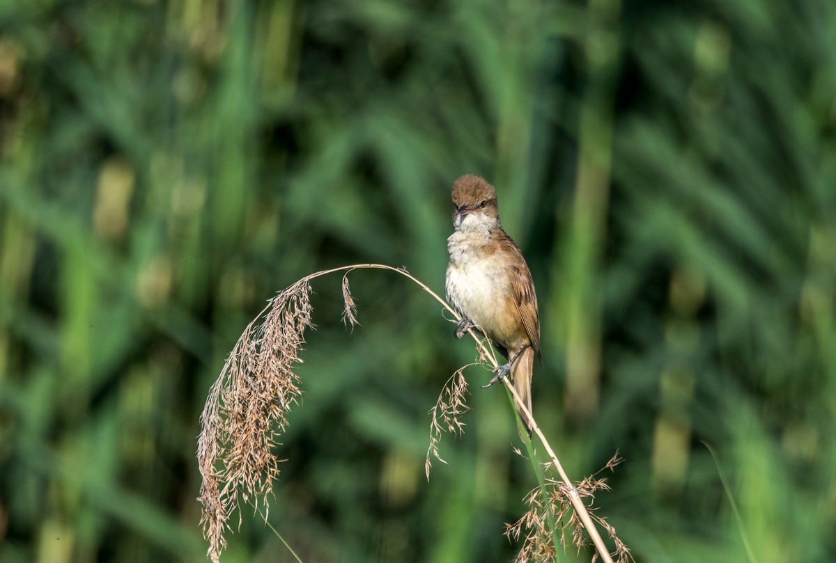 爱唱歌的大苇莺（十五）