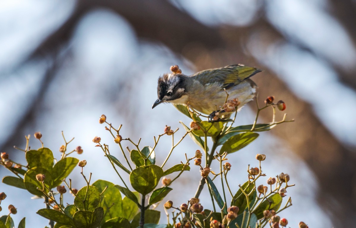 白头鹎（二十三）