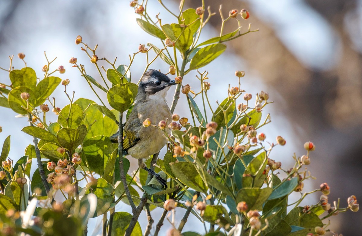 白头鹎（二十三）
