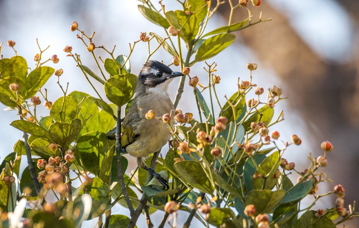 白头鹎（二十三）