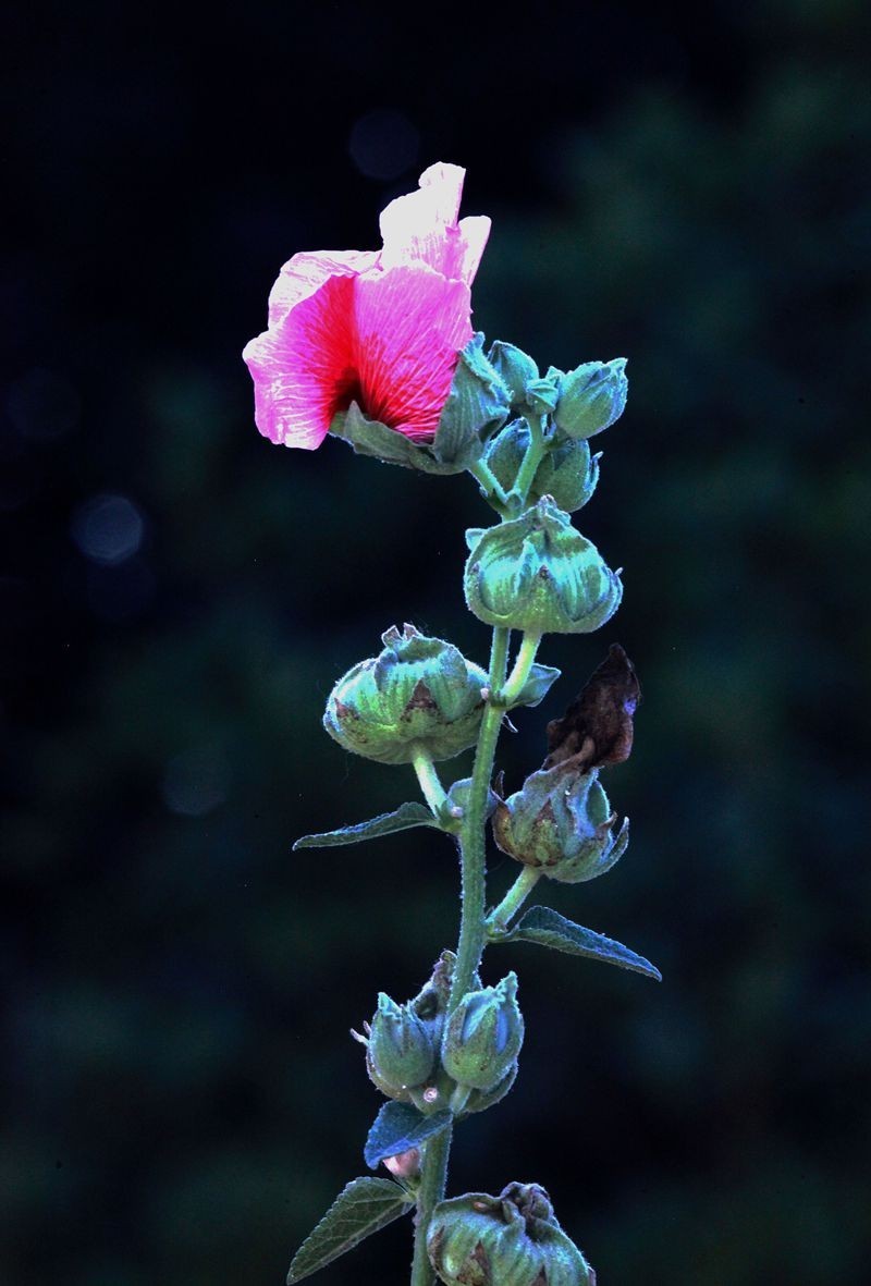 蜀葵  2