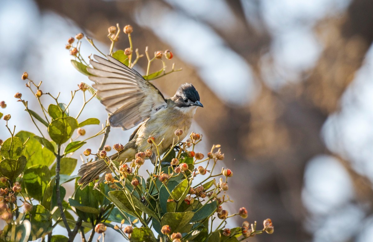 白头鹎（二十三）