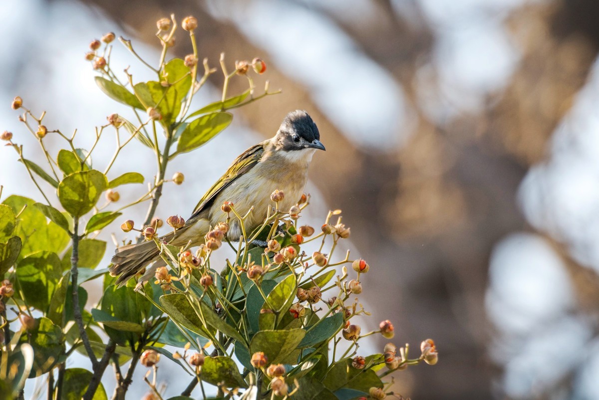 白头鹎（二十三）
