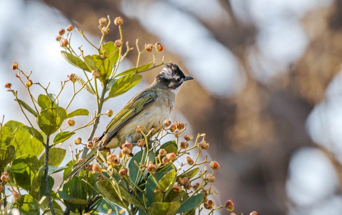 白头鹎（二十三）