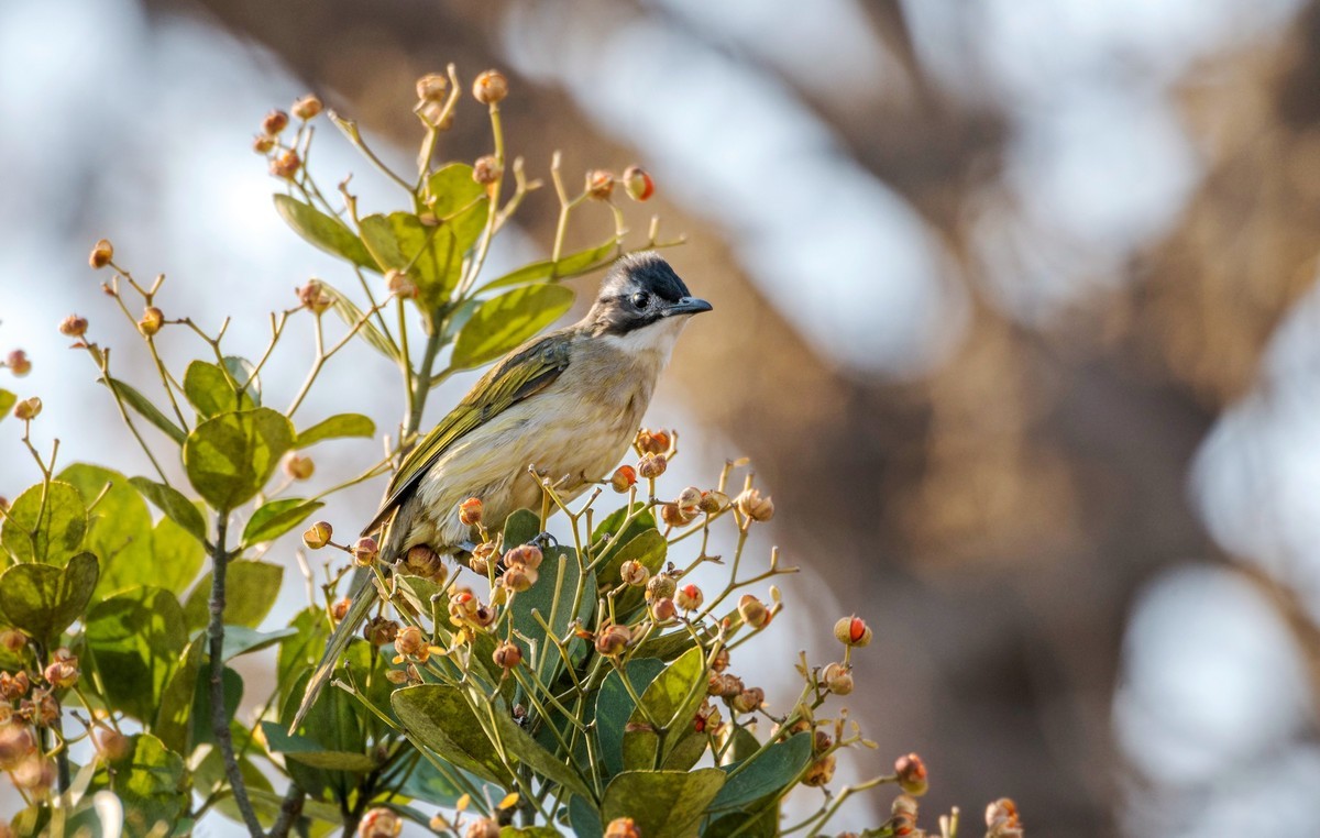 白头鹎（二十三）