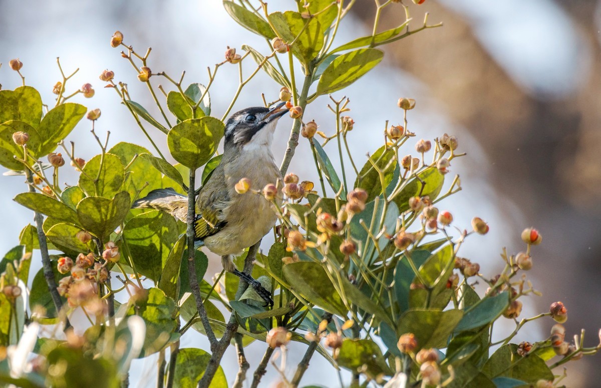 白头鹎（二十三）