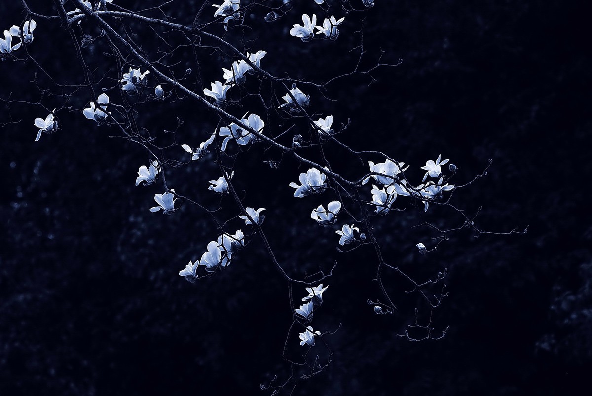 玉兰花22.1