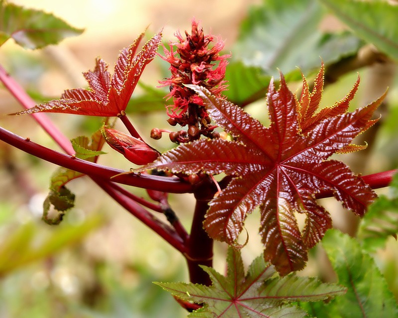 819【不老松：海南游摄纪实】临高长島兰湾的蓖麻子！