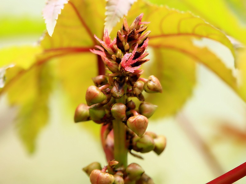 819【不老松：海南游摄纪实】临高长島兰湾的蓖麻子！