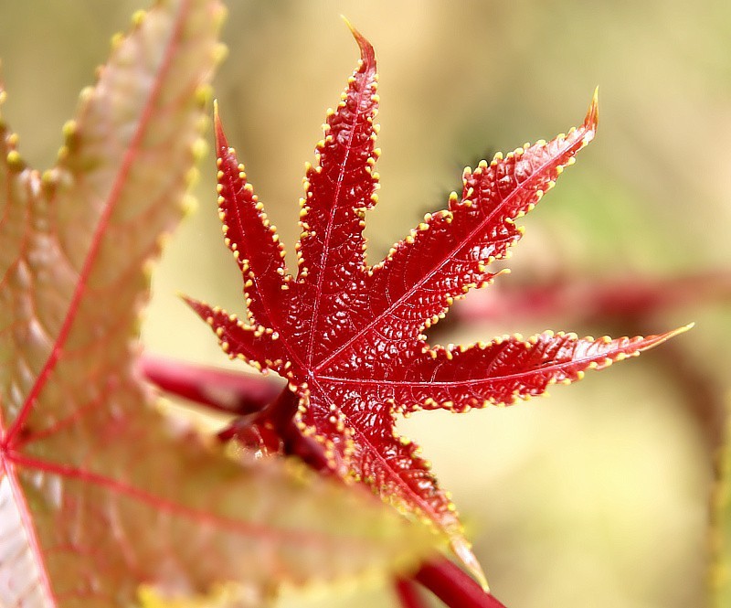 819【不老松：海南游摄纪实】临高长島兰湾的蓖麻子！