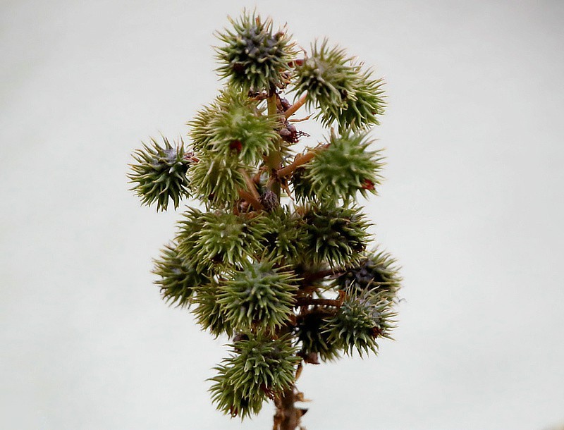 819【不老松：海南游摄纪实】临高长島兰湾的蓖麻子！