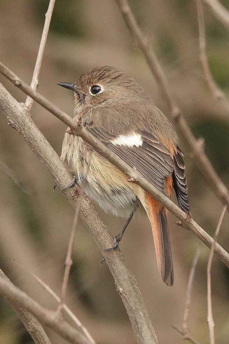 水泥地上一只觅食的北红尾鸲