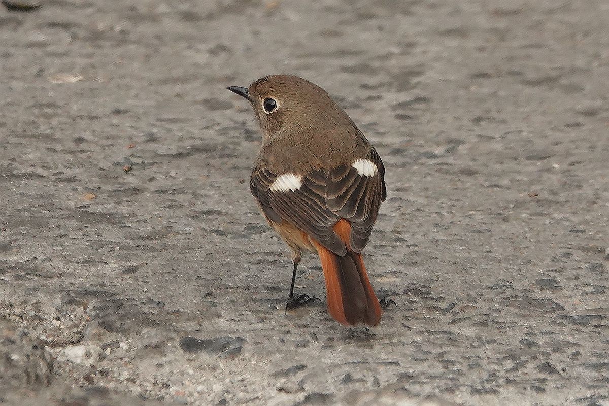 水泥地上一只觅食的北红尾鸲