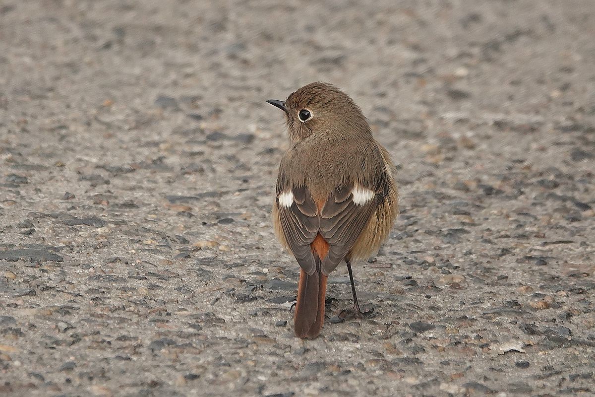 水泥地上一只觅食的北红尾鸲