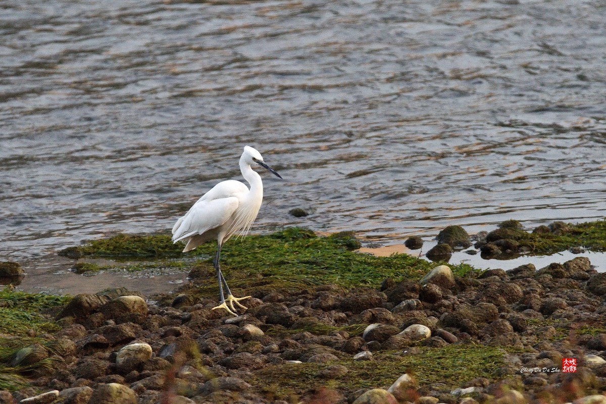 拍鹭纪实【269】