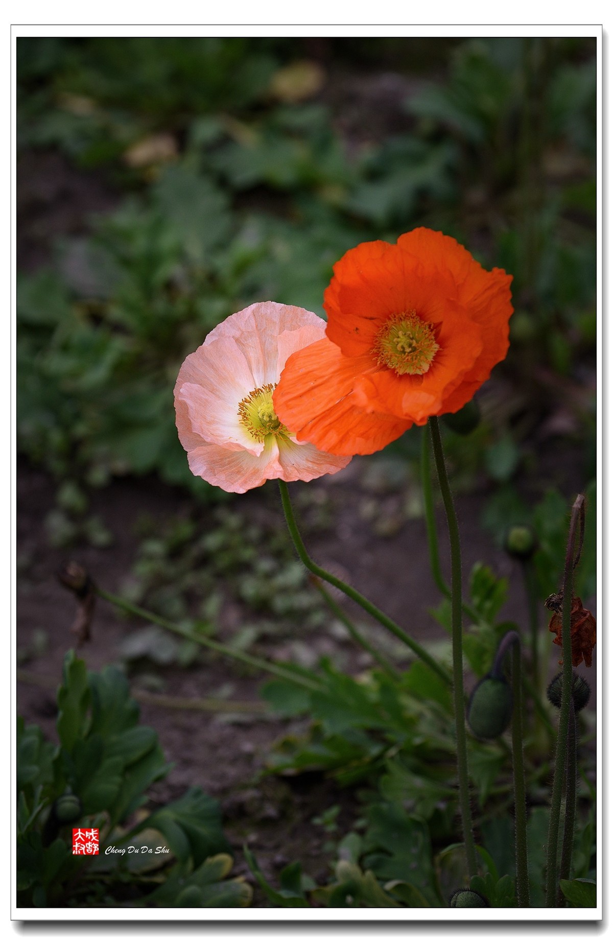 花花草草（五十八）