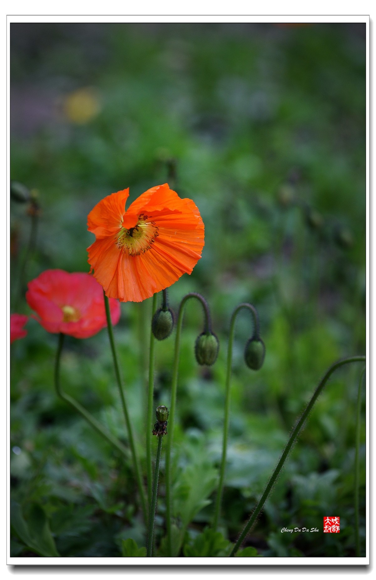 花花草草（五十八）