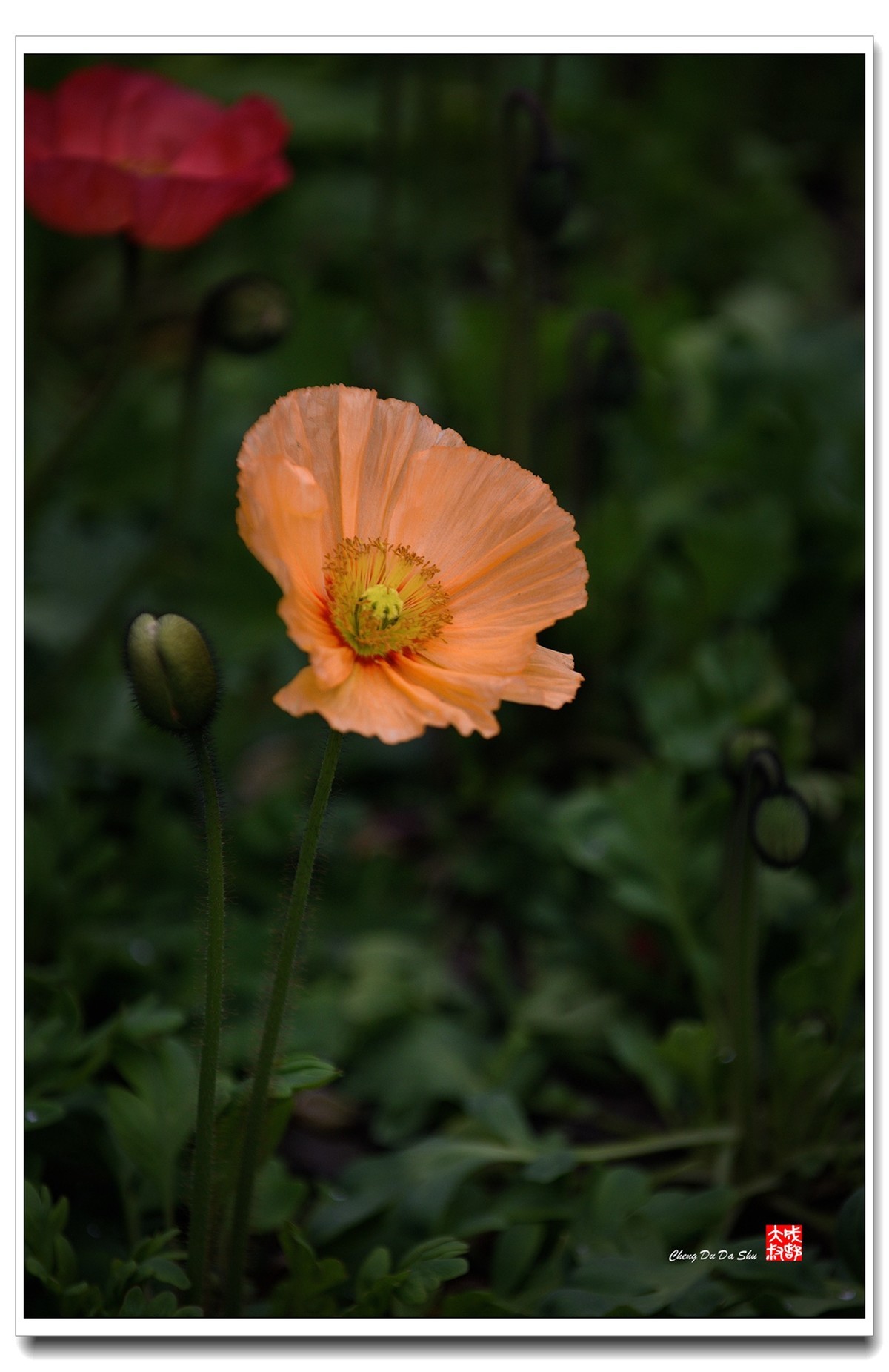 花花草草（五十八）