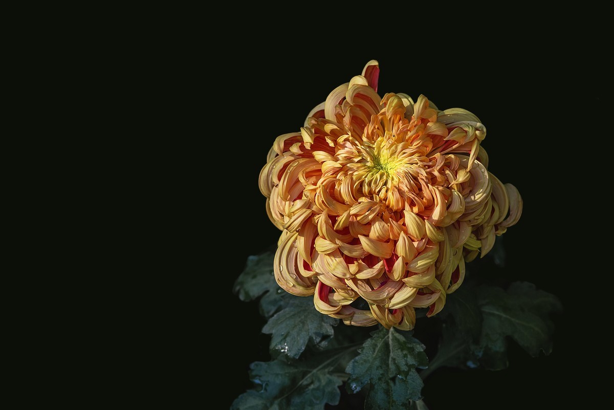 《野   菊》宋代：杨万里