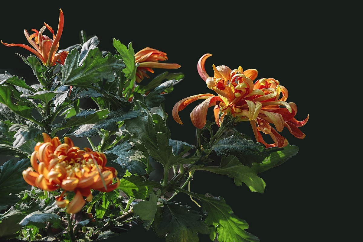 《野   菊》宋代：杨万里